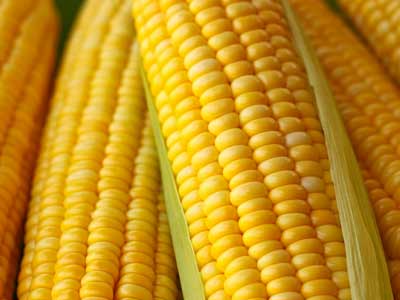 sweet-yellow-corn